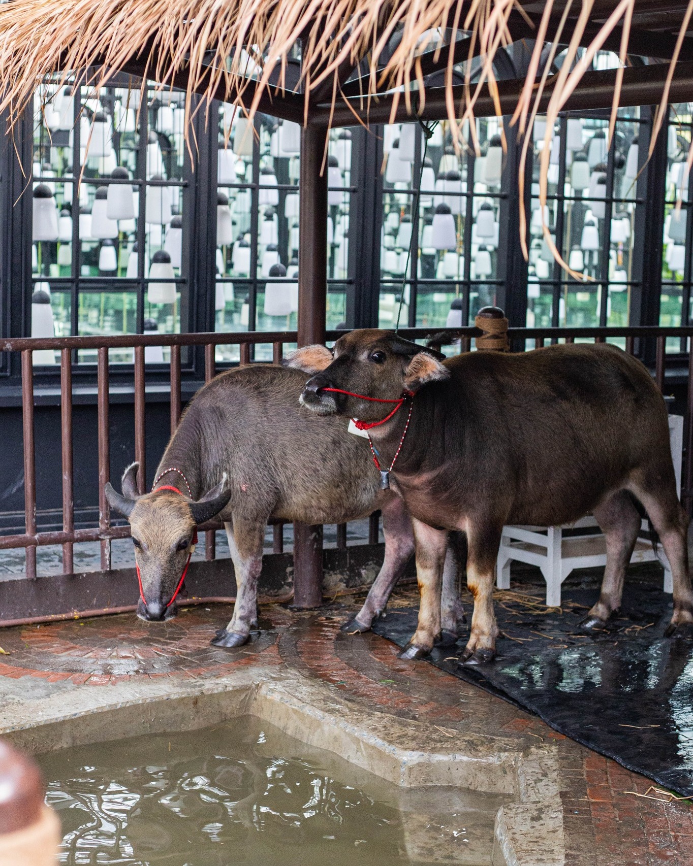 Our buffalo friends