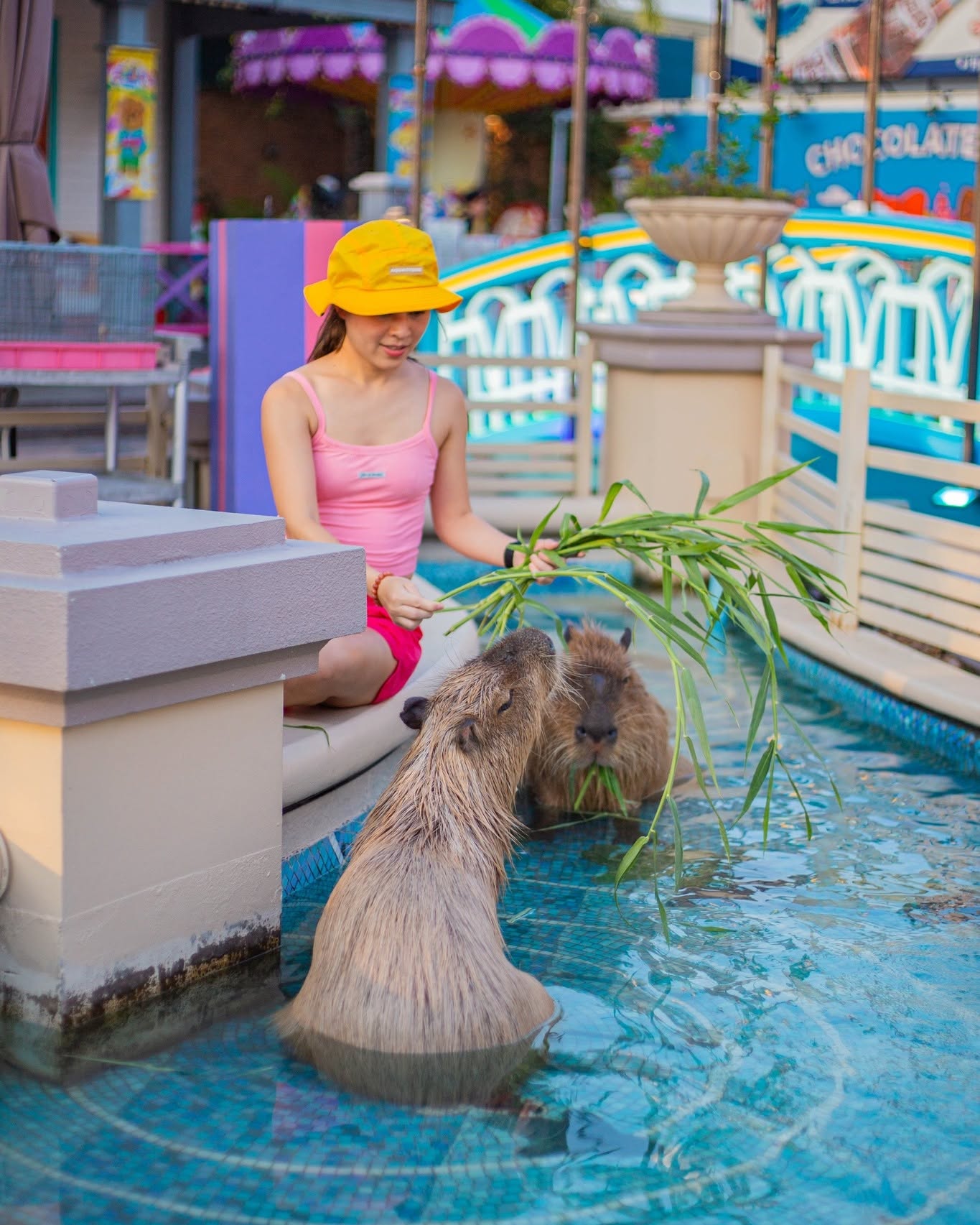 Capybara cuteness
